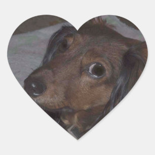 Long-Haired Dachshund Stickers