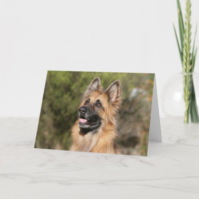 Long Haired German Shepherd 1 Card (Front)