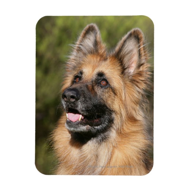Long Haired German Shepherd 1 Magnet (Vertical)