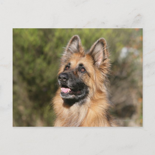 Long Haired German Shepherd 1 Postcard (Front)