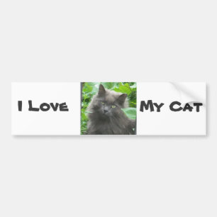 Long Haired Grey Russian Blue Cat Bumper Sticker