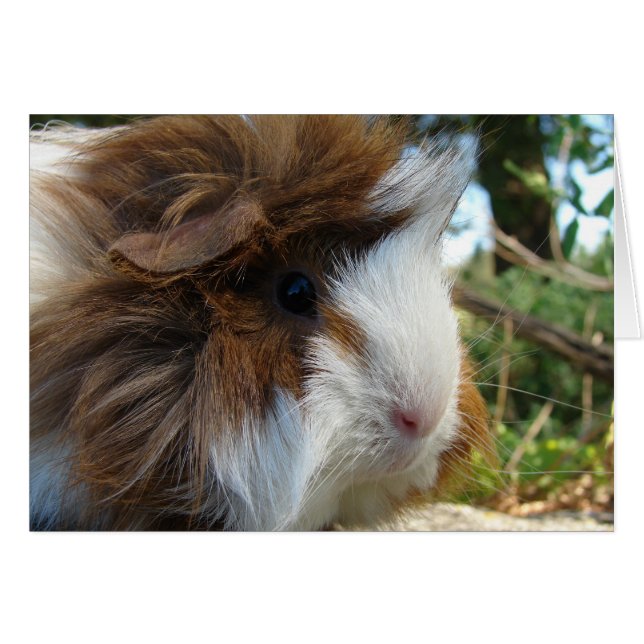 Long-Haired Guinea Pig (Front Horizontal)