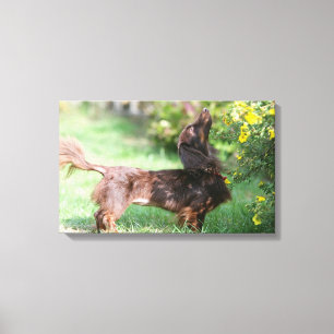 Long-haired Miniature Dachshund 1 Canvas Print