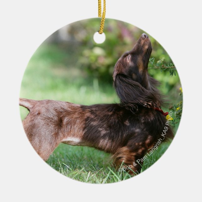 Long-haired Miniature Dachshund 1 Ceramic Tree Decoration (Front)