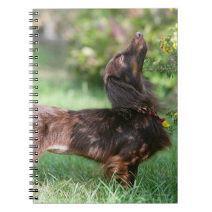 Long-haired Miniature Dachshund 1 Notebook