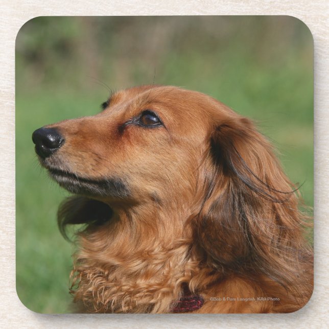 Long-haired Miniature Dachshund 2 Coaster (Front)