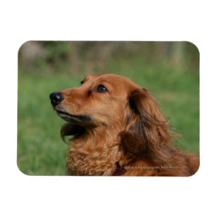Long-haired Miniature Dachshund 2 Magnet