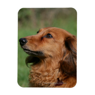 Long-haired Miniature Dachshund 2 Magnet
