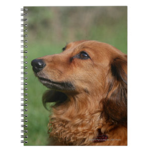 Long-haired Miniature Dachshund 2 Spiral Notebook