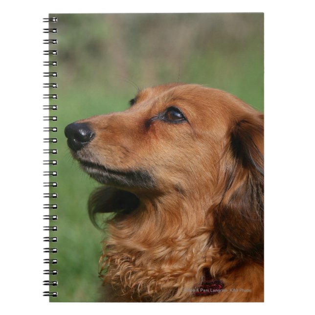 Long-haired Miniature Dachshund 2 Spiral Notebook (Front)