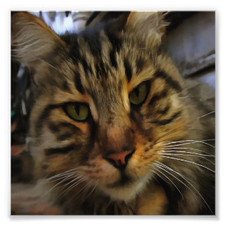 Long Haired Tabby Cat Artistic Pet Portrait v2 Photo Print