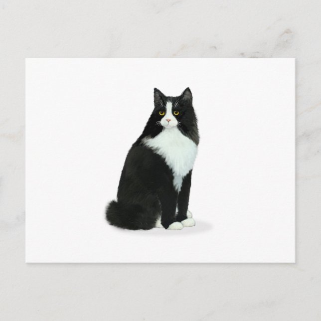 Long Haired Tuxedo Cat Postcard (Front)
