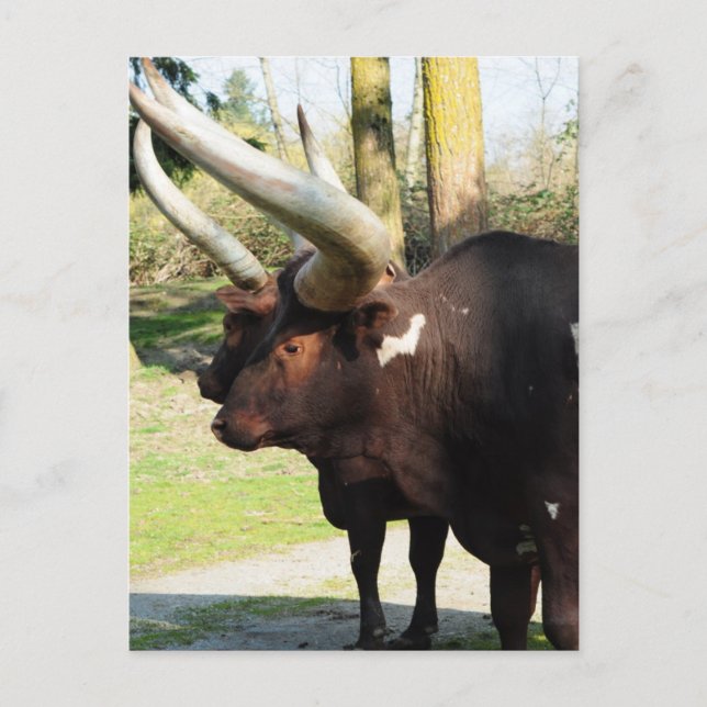 Long Horn Cow 7 Postcard (Front)