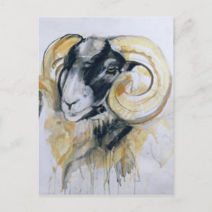 Long Horn Sheep Postcard