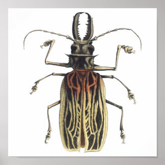 Long-Horned Beetle, Prionus Cervicornis Poster
