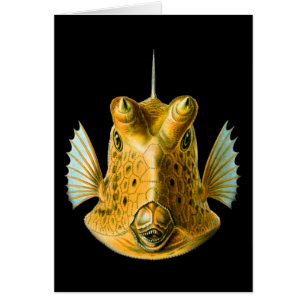 Long-horned Cowfish