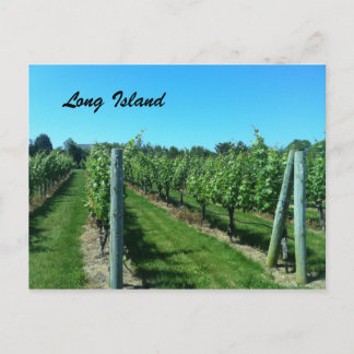 Long Island Vineyard Postcard