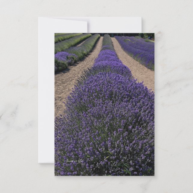 Long Lavender Row Card (Front)
