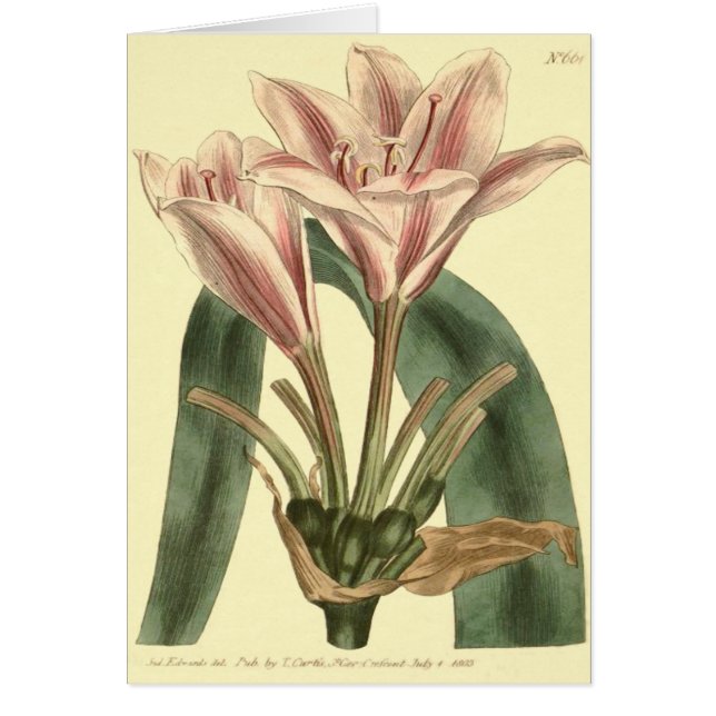 Long Leaved Amaryllis Illustration (Front)