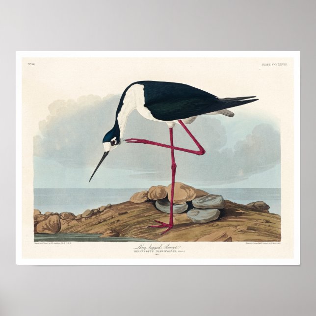 Long-legged Avocet by Audubon Poster (Front)