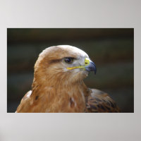 Long-legged Buzzard