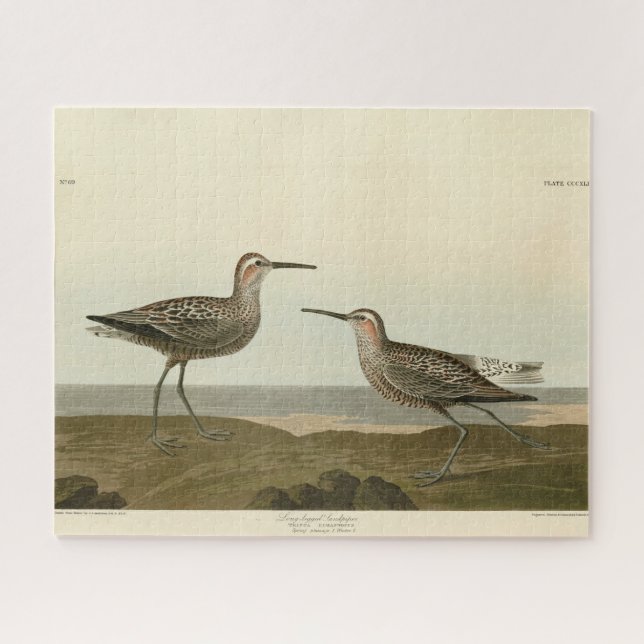 Long-legged Sandpiper - Audubon's Birds of America Jigsaw Puzzle (Horizontal)
