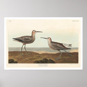Long-legged Sandpiper by Audubon Poster