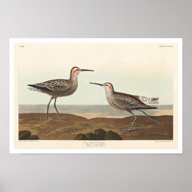 Long-legged Sandpiper by Audubon Poster (Front)