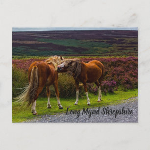 Long Mynd Wild Ponies Postcard
