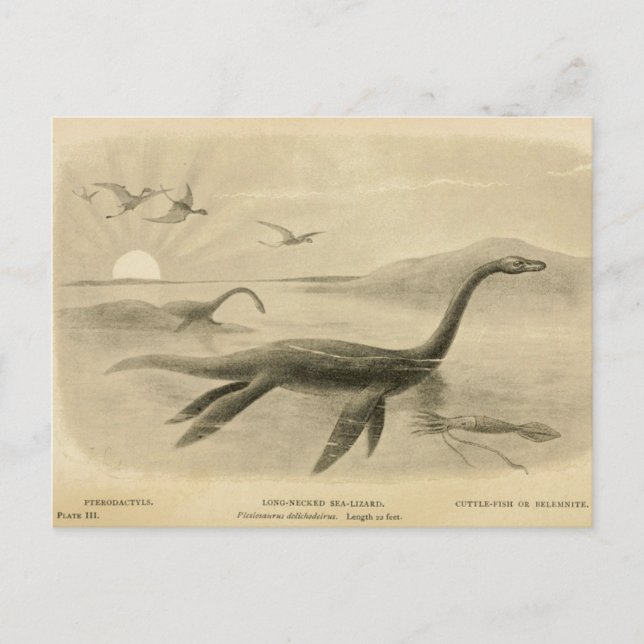 Long Neck Sea Lizard  Zoological Sketch Postcard (Front)