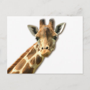 Long Necked Giraffe Postcard