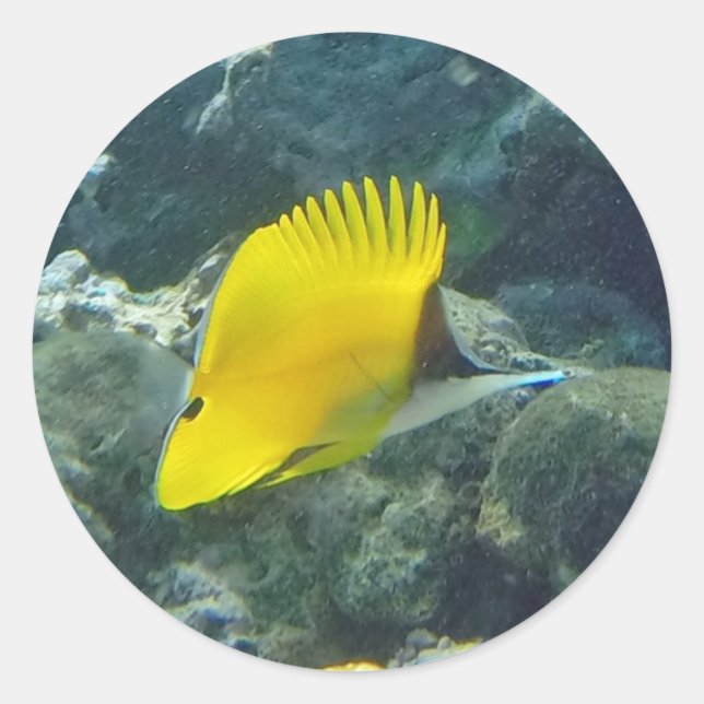 Long Nose Butterfly Fish Classic Round Sticker (Front)