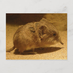 Long-Nosed, Short-Eared Shrew on Sand Postcard