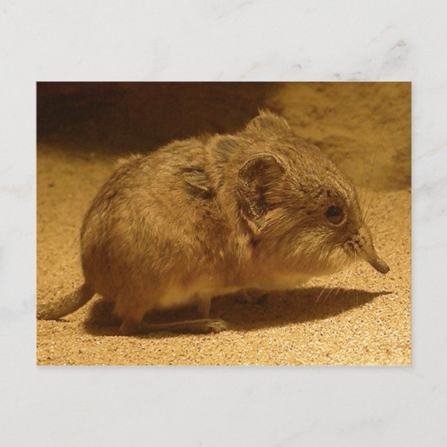Long-Nosed, Short-Eared Shrew on Sand Postcard (Front)