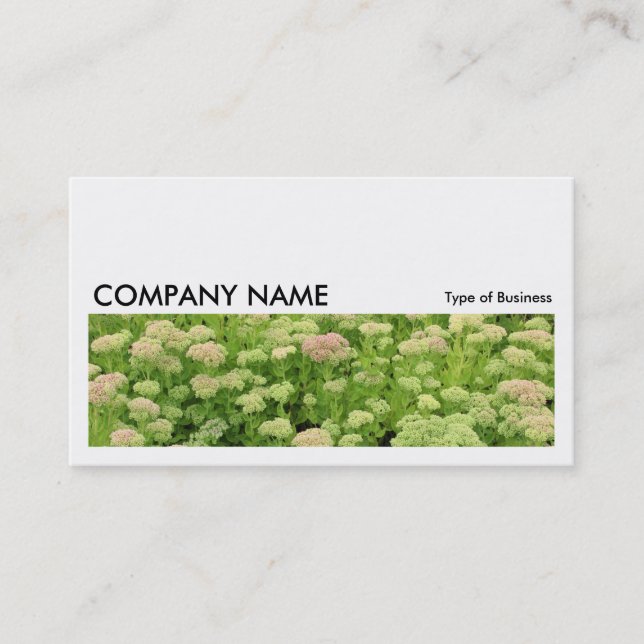 Long Picture 0196 - Sedum (Autumn Joy) Business Card (Front)