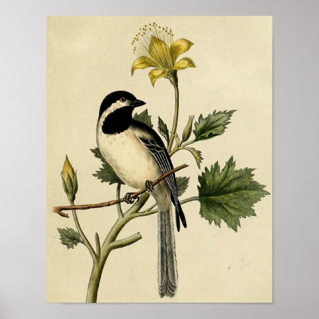 Long Tailed Chickadee Poster (Front)