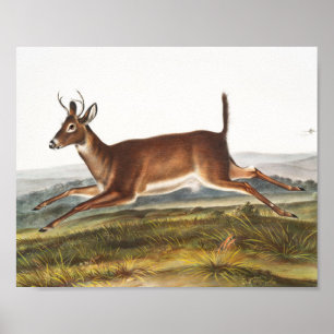 Long-tailed Deer (Cervus leucurus) Illustration Poster
