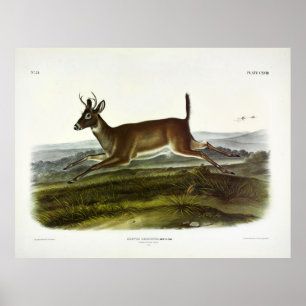 Long-tailed Deer, or, Columbian White-tailed Deer Poster