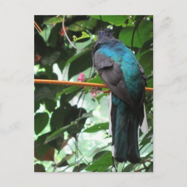 Long Tailed Exotic Bird Postcard (Front)