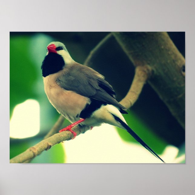 Long-tailed Finch Poster (Front)