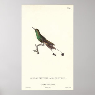 Long-tailed Green Humminbird from Antique Print