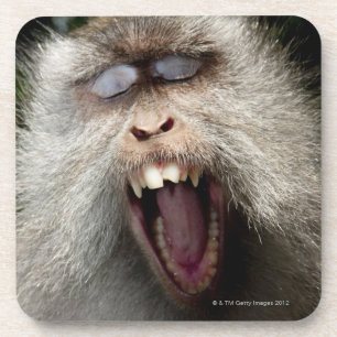 Long-tailed macaques (Macaca fascicularis) Coaster