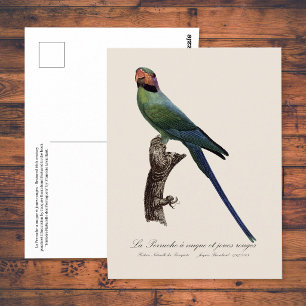 Long-Tailed Parakeet, Psittacula Longicauda Postcard