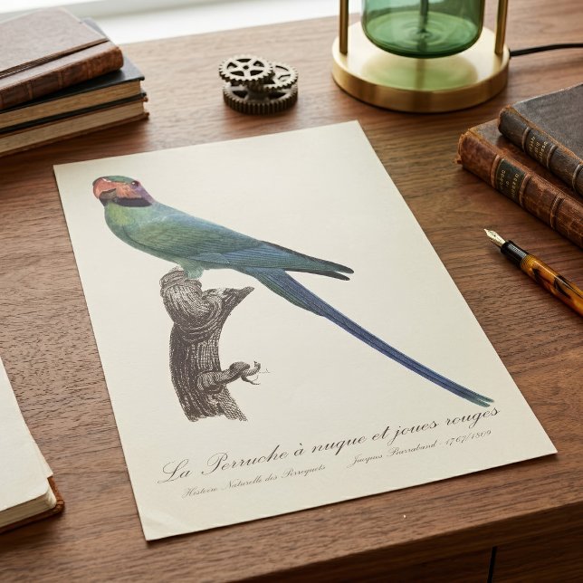 Long-Tailed Parakeet, Psittacula Longicauda Poster (Long-Tailed Parakeet, Psittacula Longicauda. Poster)