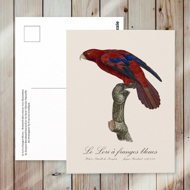 Long-Tailed Red Lory, Trichoglossus borneus Postcard (Long-Tailed Red Lory, Trichoglossus borneus. Postcard)