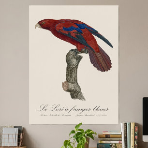 Long-Tailed Red Lory, Trichoglossus borneus Poster
