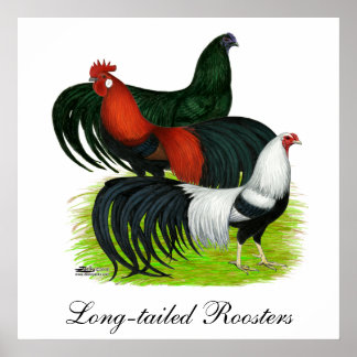Long-tailed Rooster Trio Poster