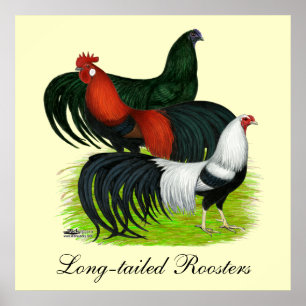 Long-tailed Rooster Trio Poster