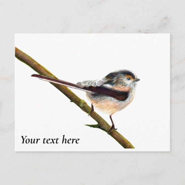 Long-tailed Tit Bird Watercolor Painting Postcard (Front)