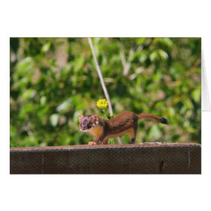 Long-tailed Weasel